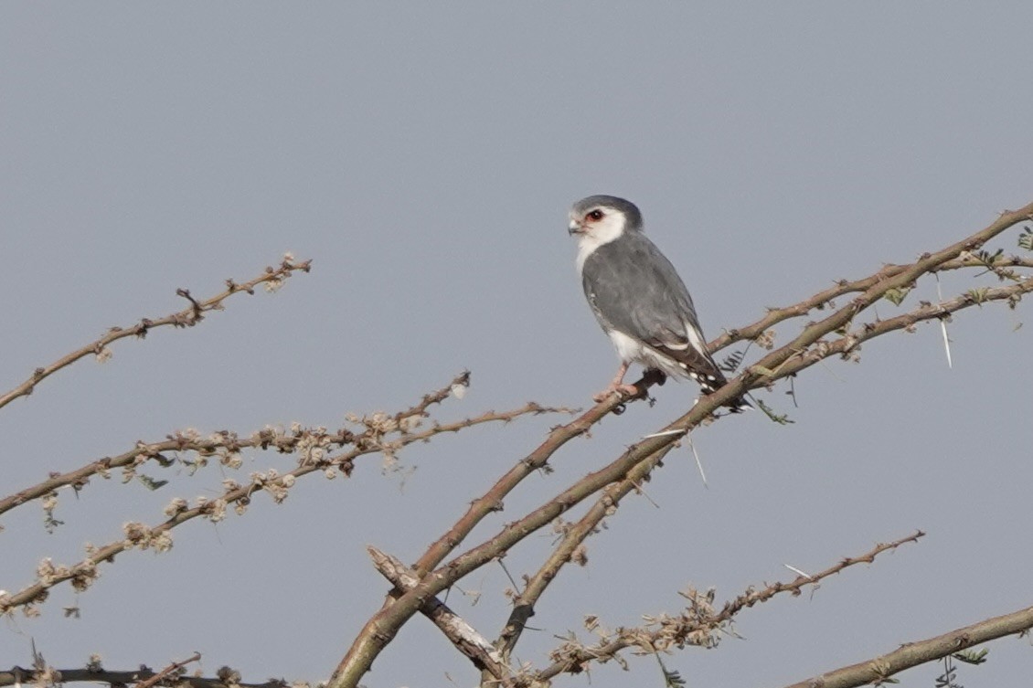 Afrika Cüce Doğanı - ML648180414