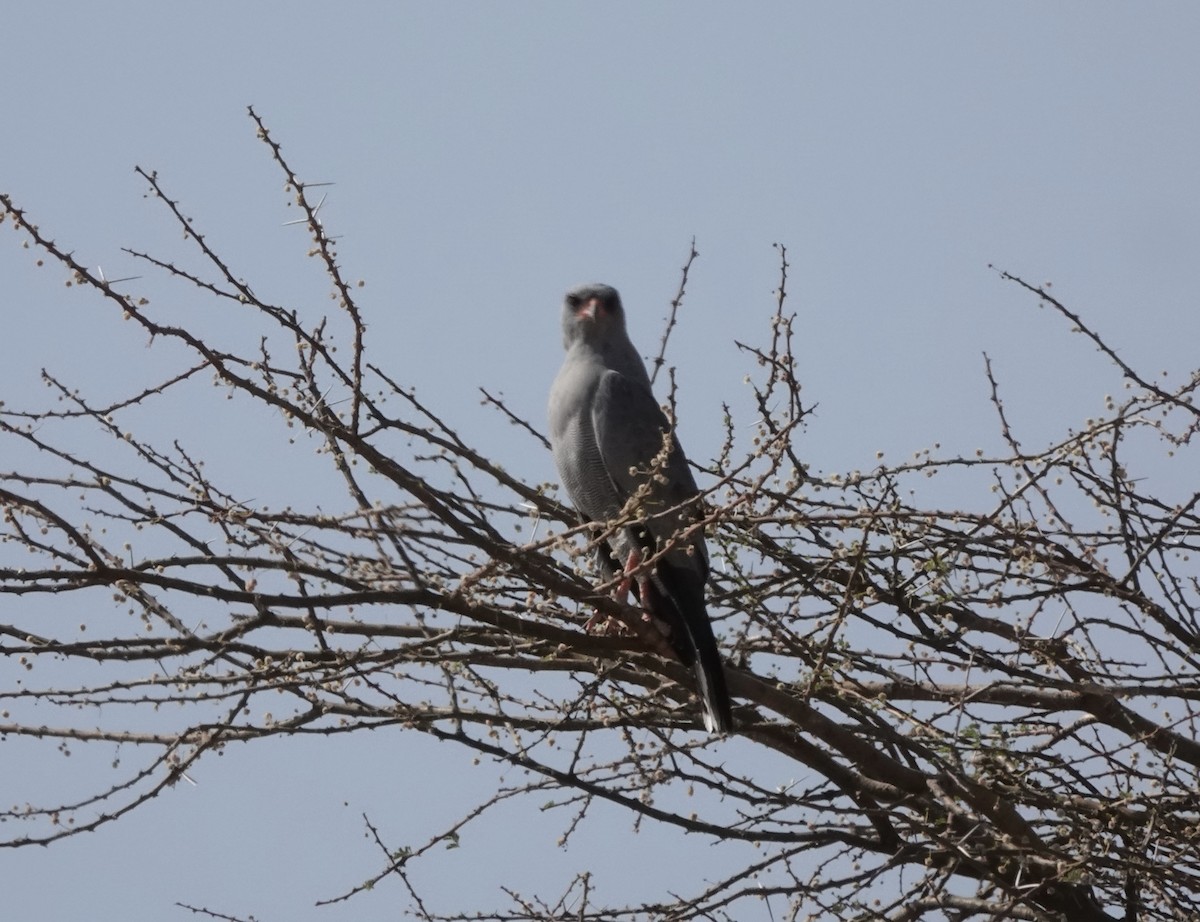 Ötücü Çakır - ML648180424