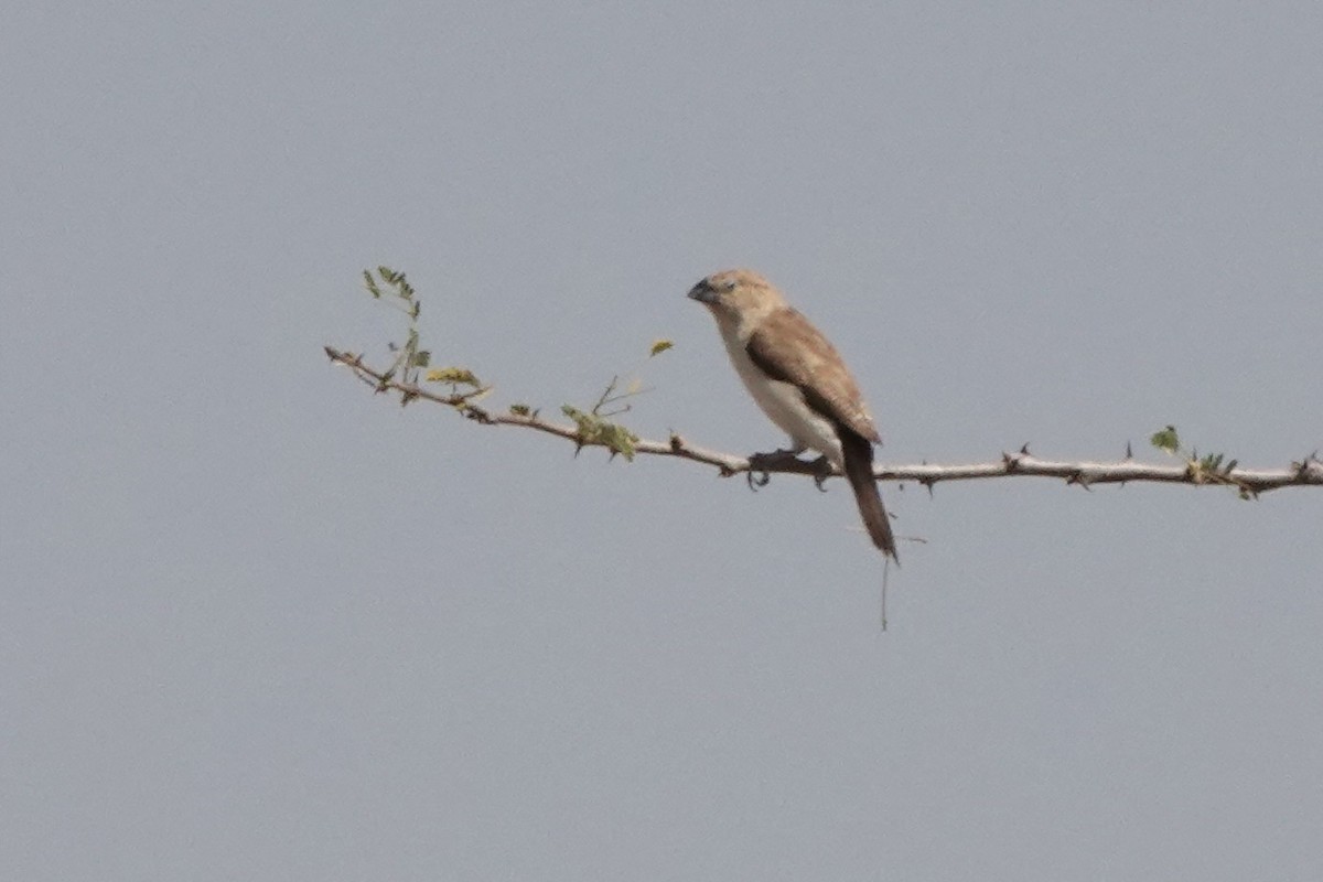 Afrika Gümüşgagası - ML648180450