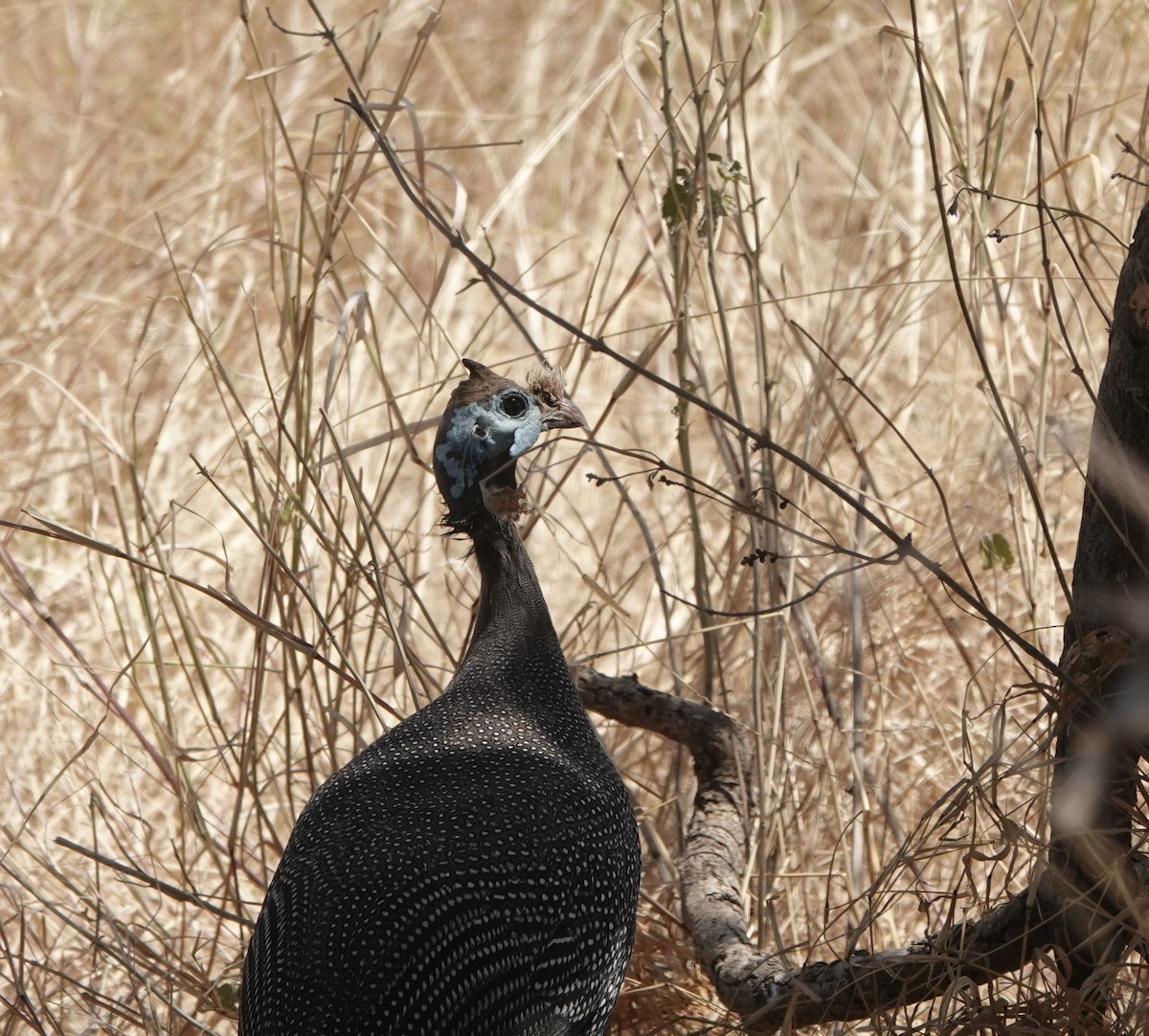 Beçtavuğu (meleagris/somaliensis) - ML648180463