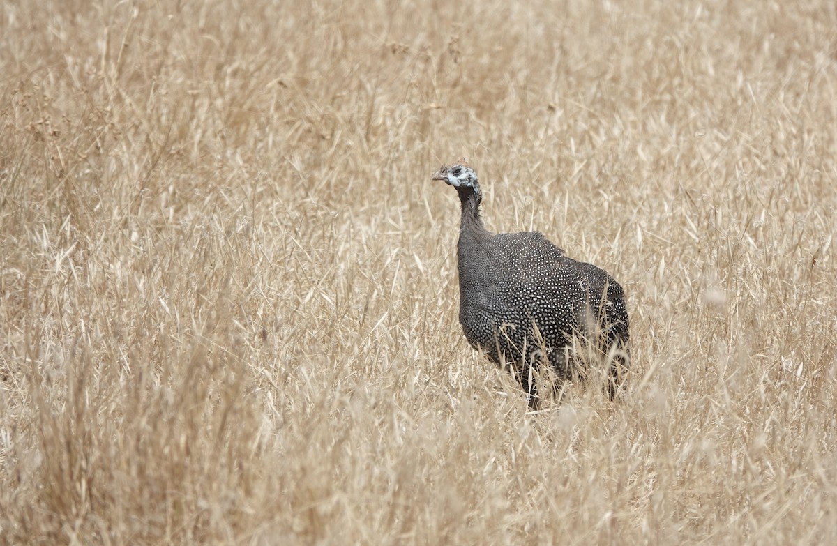 Beçtavuğu (meleagris/somaliensis) - ML648180476