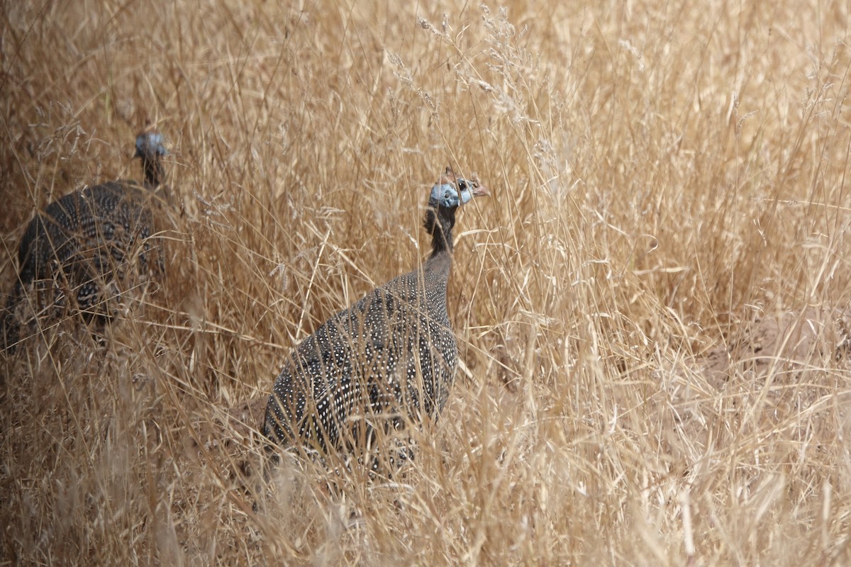 Beçtavuğu (meleagris/somaliensis) - ML648180477