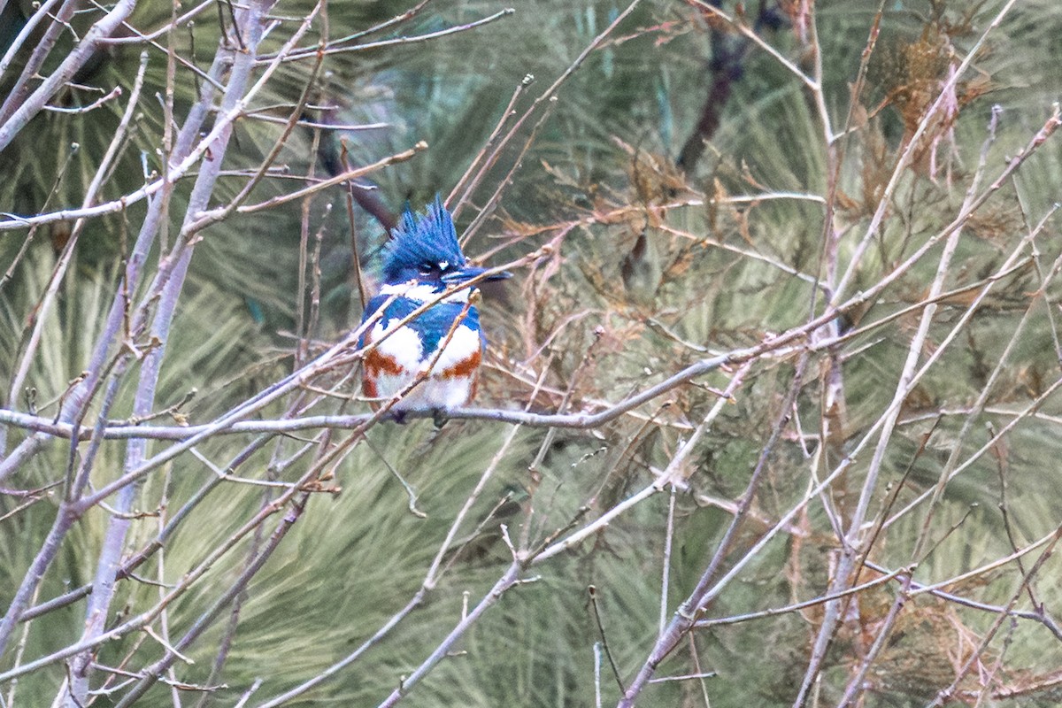 Belted Kingfisher - ML648180953