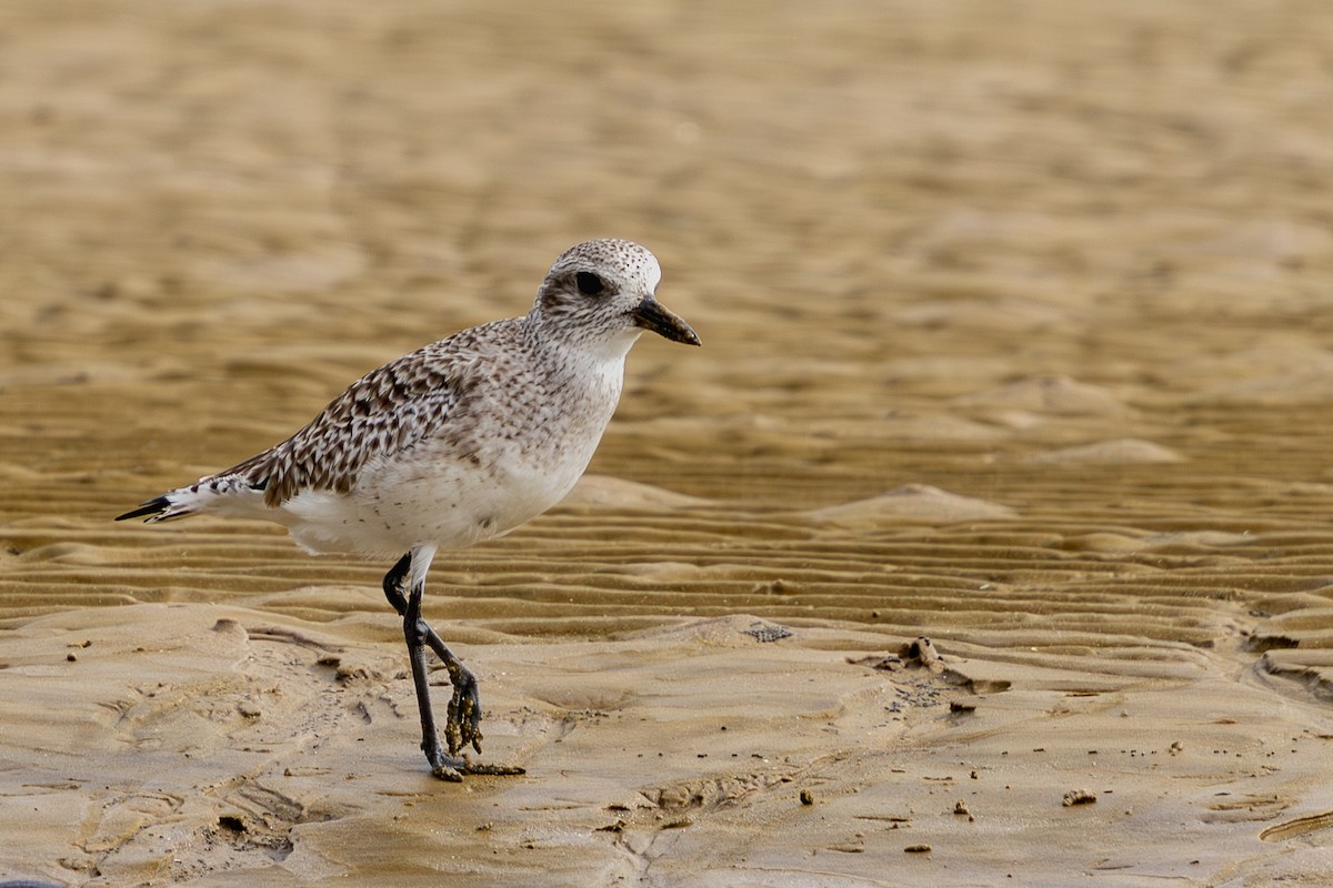 Black-bellied Plover - ML648181189