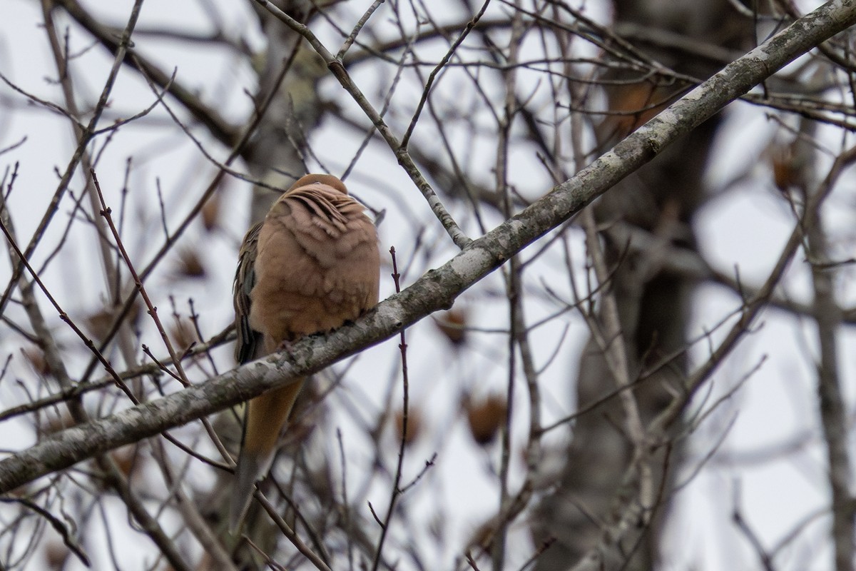 Mourning Dove - ML648181289