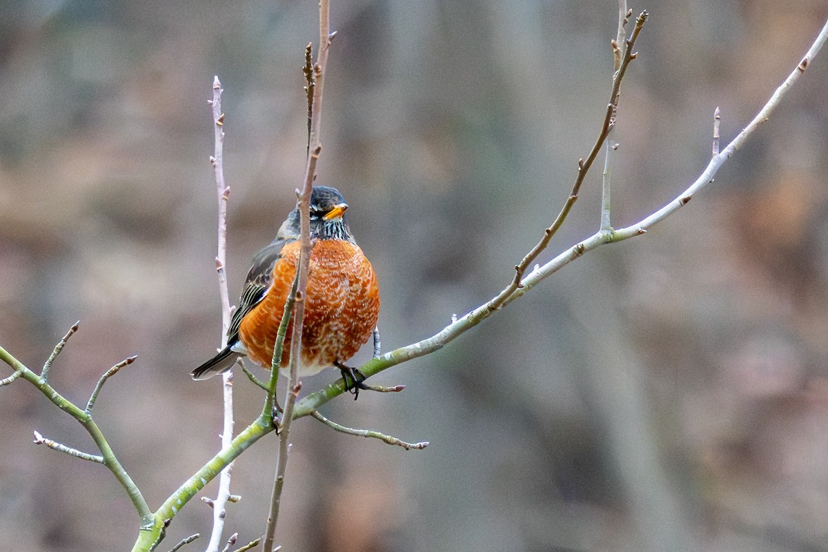 American Robin - ML648181384