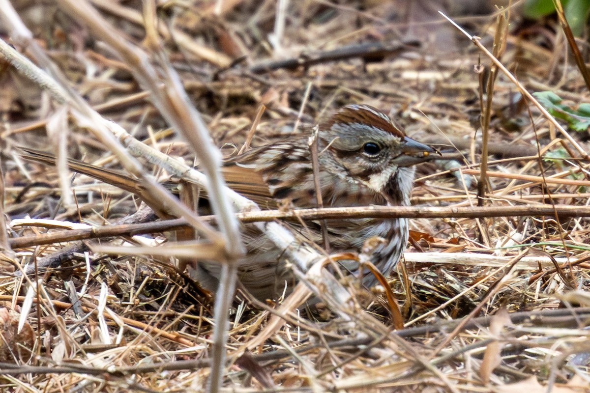Song Sparrow - ML648181510