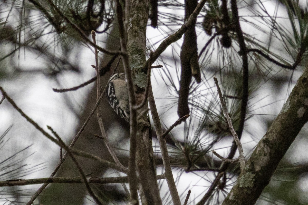 Downy Woodpecker - ML648181564