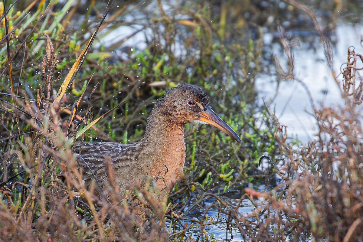eBird Checklist - 3 Jan 2026 - Bolsa Chica Ecological Reserve - 64 species