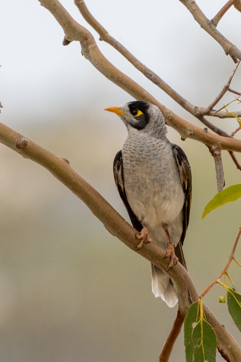eBird Checklist - 3 Jan 2026 - Greens Lake, Corop - 18 species