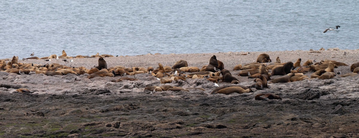 マゼランカモメ - ML648182150