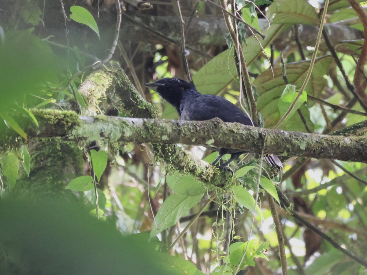 Çıplak Boyunlu Şemsiyekuşu - ML648182962