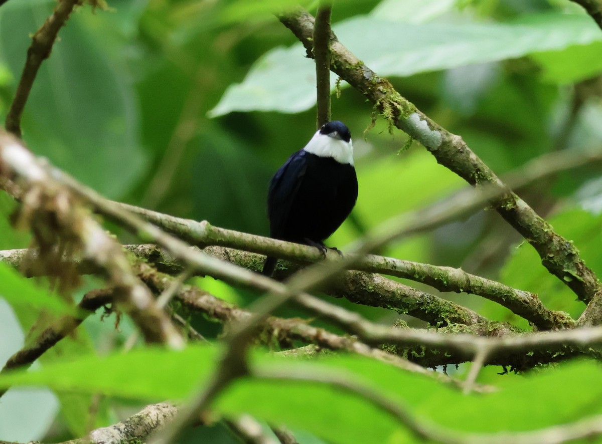 Ak Yakalı Manakin - ML648183515