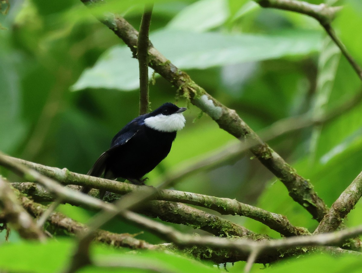 Ak Yakalı Manakin - ML648183584