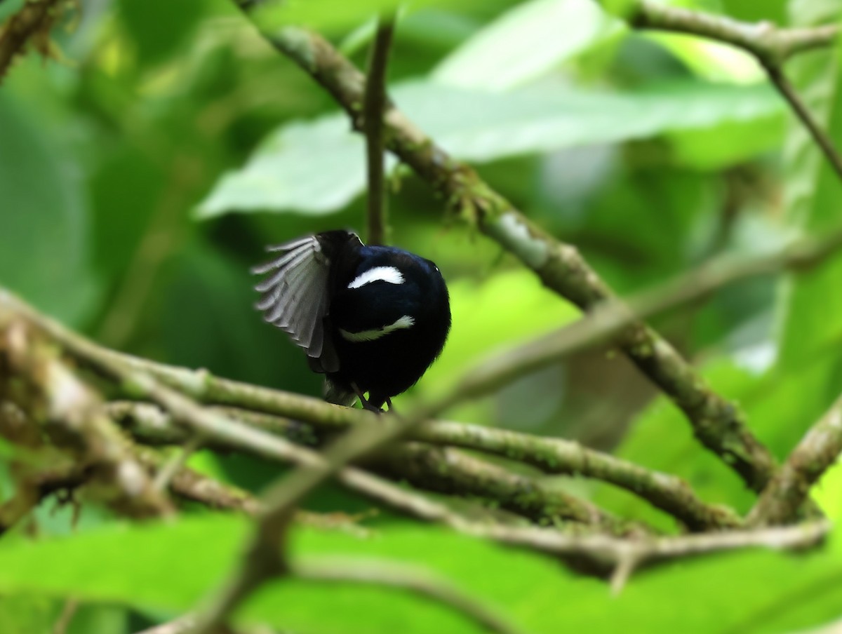 Ak Yakalı Manakin - ML648183744