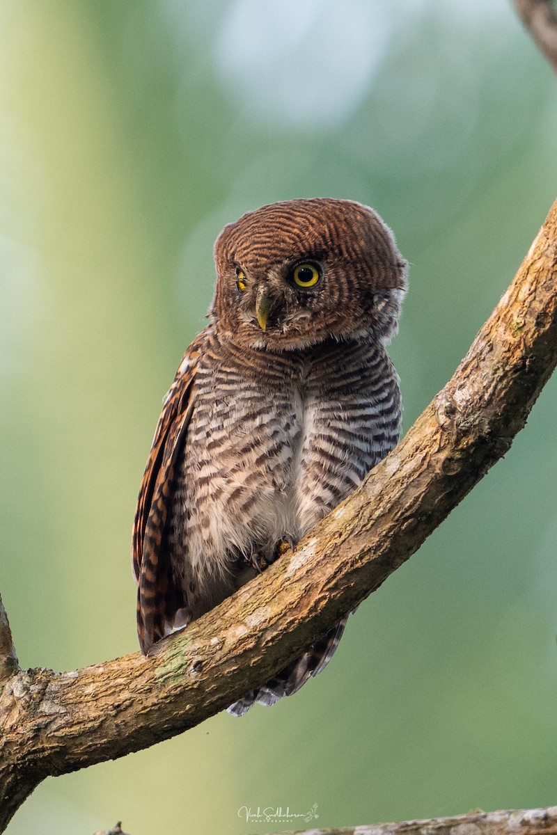 Hint Yazılı Serçe Baykuşu - ML648183794