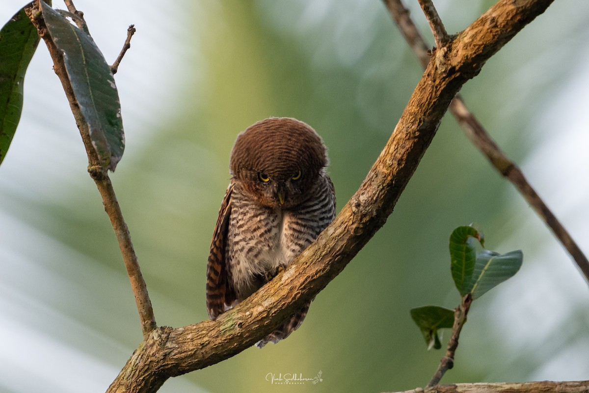 Hint Yazılı Serçe Baykuşu - ML648183795