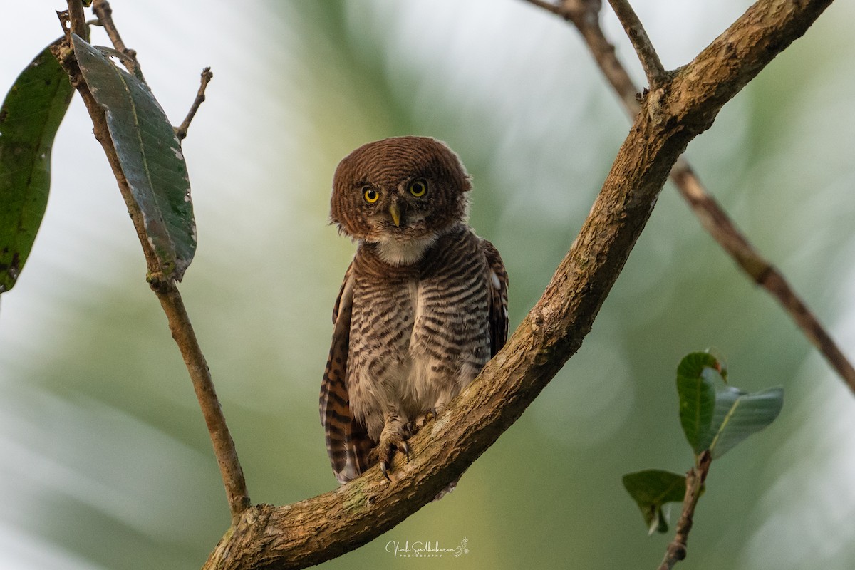 Hint Yazılı Serçe Baykuşu - ML648183796