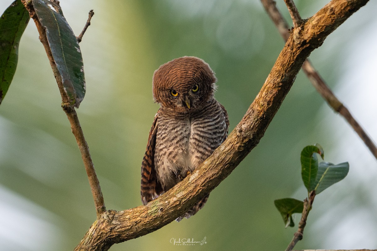 Hint Yazılı Serçe Baykuşu - ML648183797