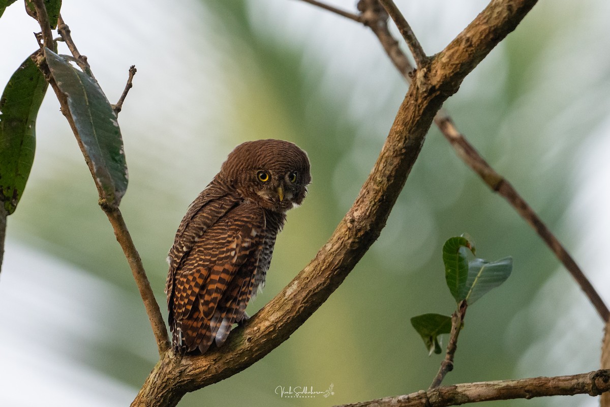 Hint Yazılı Serçe Baykuşu - ML648183799