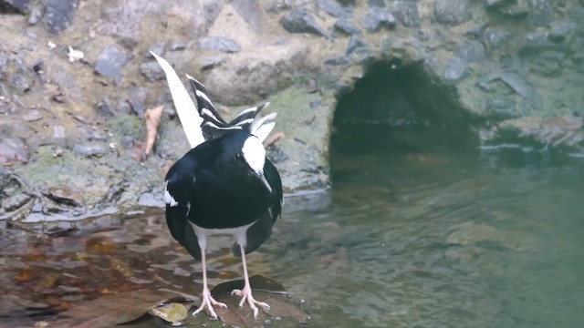 White-crowned Forktail (Northern) - ML648184495