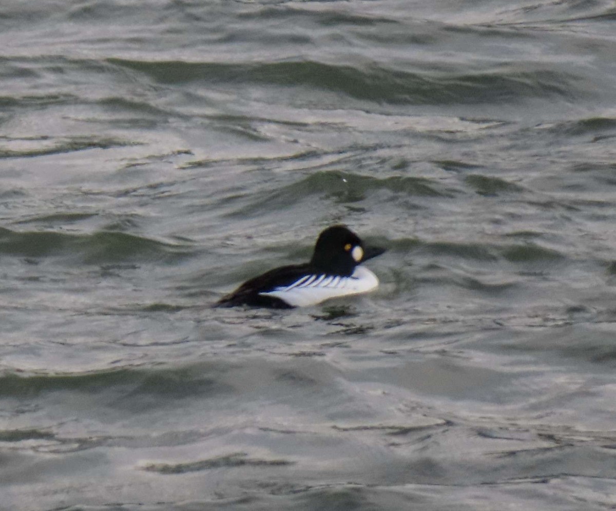 Common Goldeneye - ML648184909