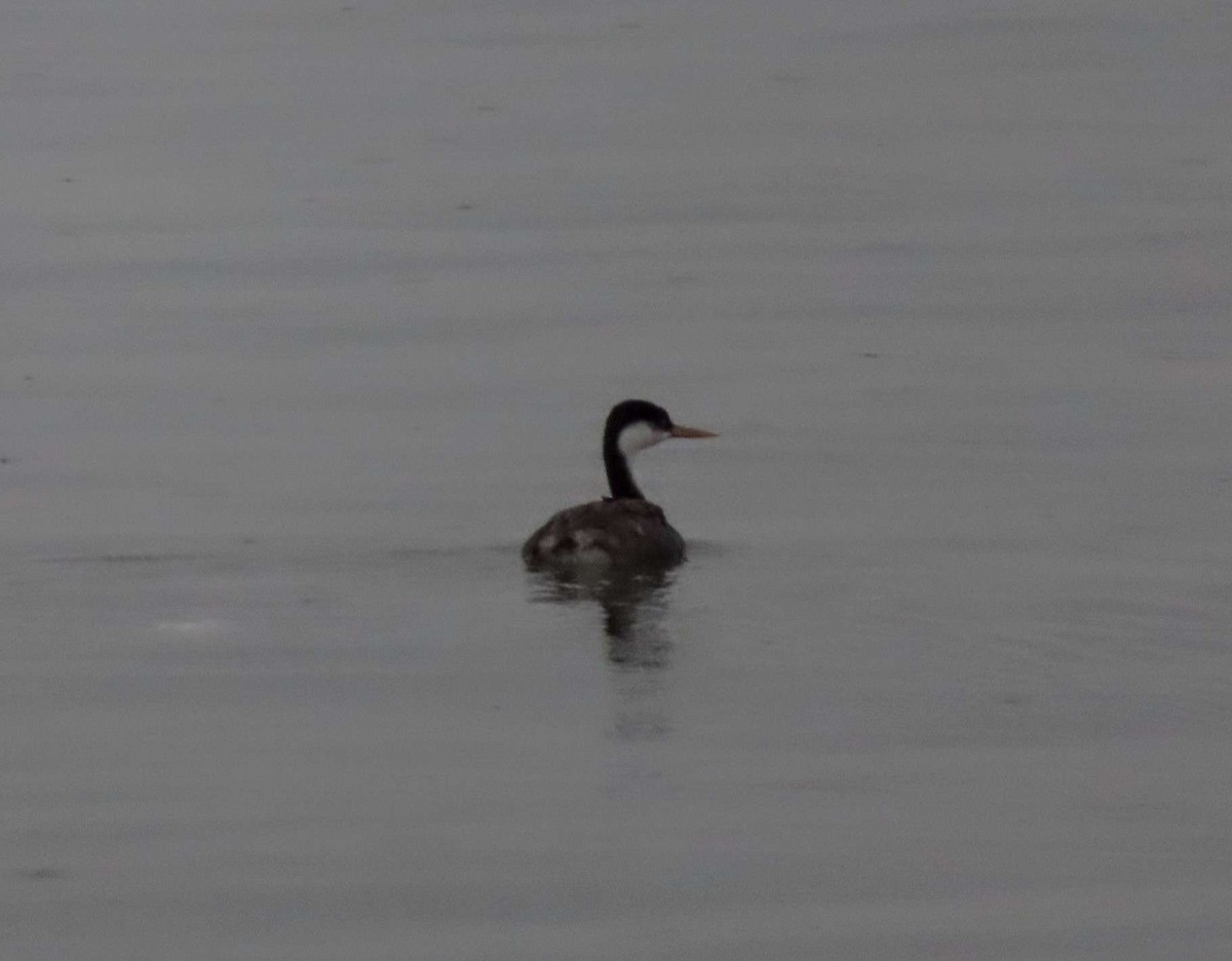 Western Grebe - ML648184916