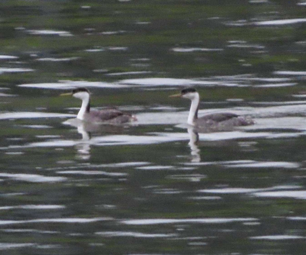 Western Grebe - ML648184917