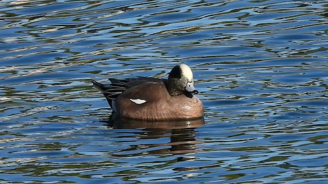 葡萄胸鴨 - ML648185533