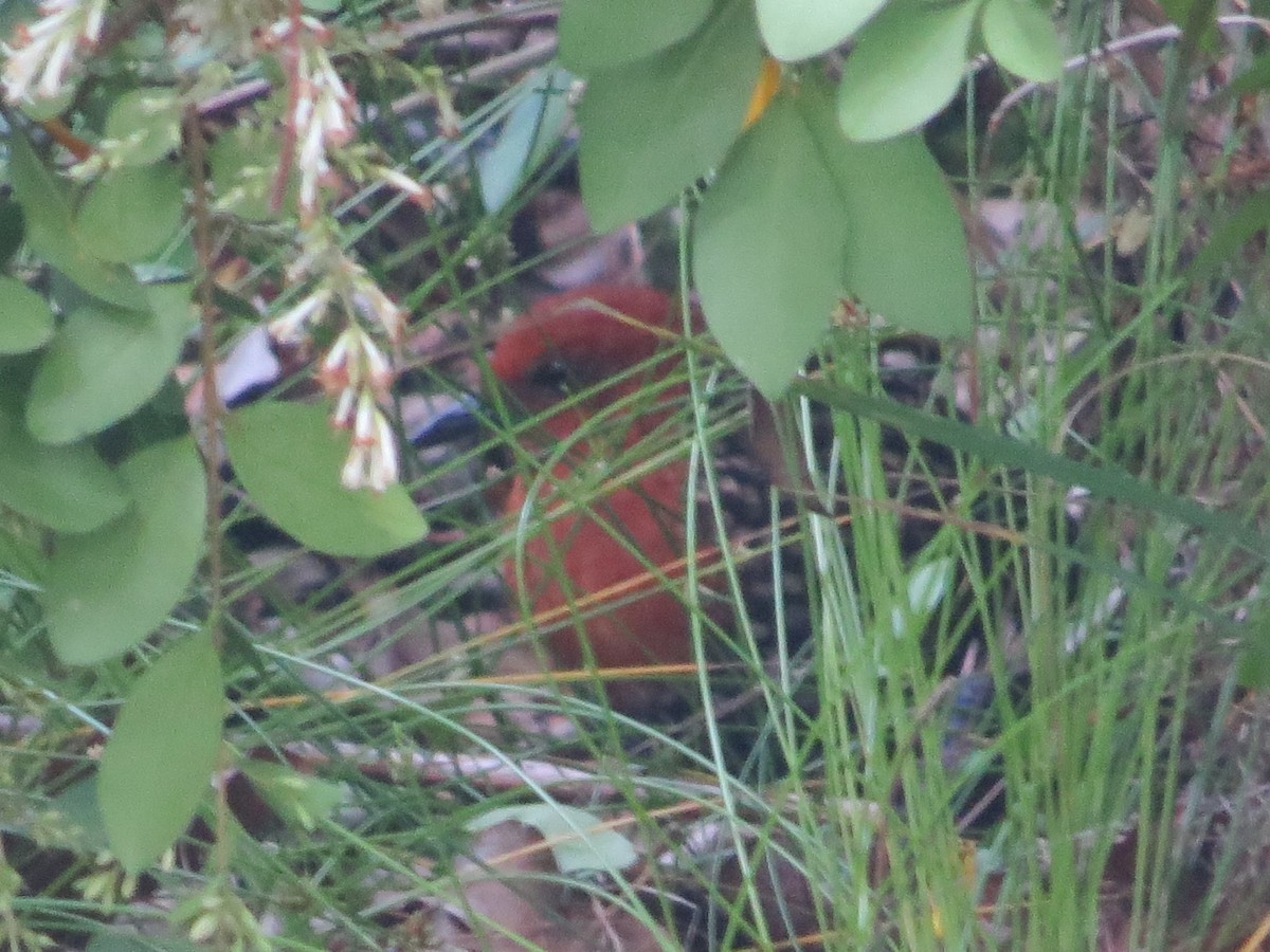 Buff-spotted Flufftail - ML648185580