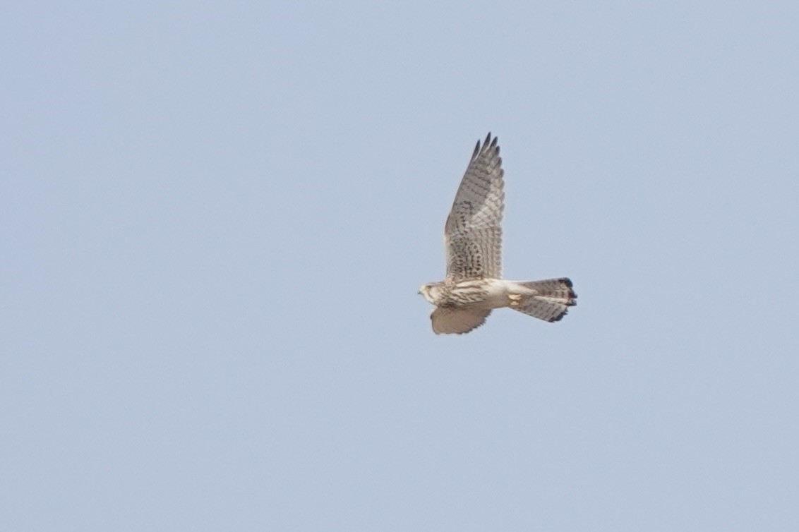 Kerkenez [tinnunculus grubu] - ML648187776