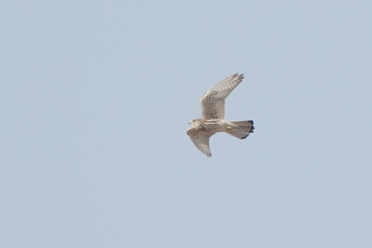 Kerkenez [tinnunculus grubu] - ML648187777