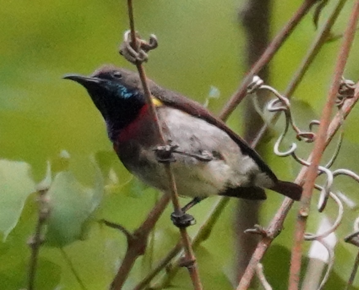 Ornate Sunbird (Cream-bellied) - ML648188583