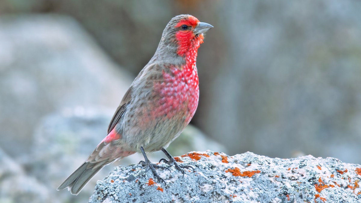 Red-fronted Rosefinch - Emin Yogurtcuoglu I birddetective