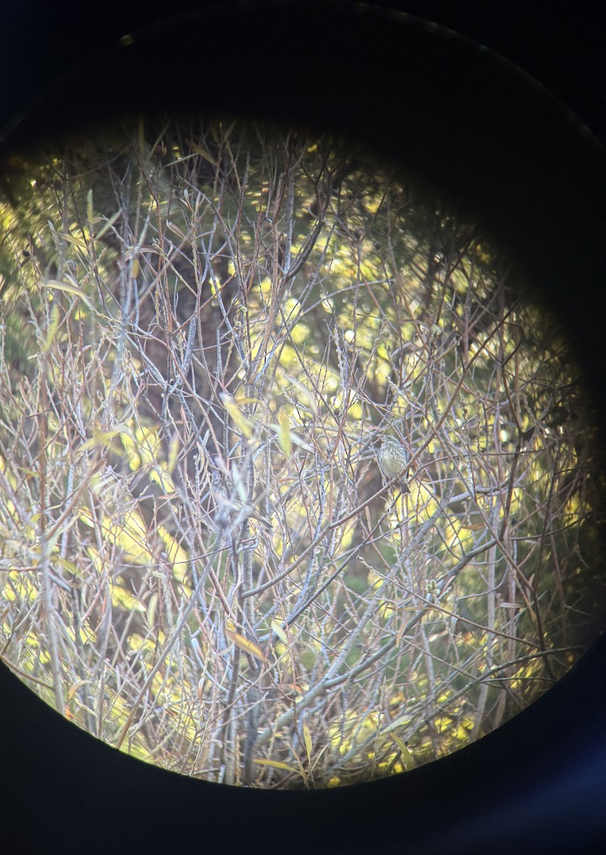 Purple Finch - ML648189530