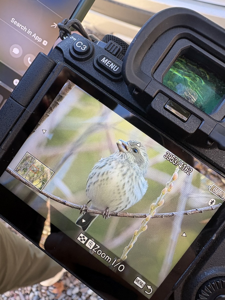 Purple Finch - ML648189532