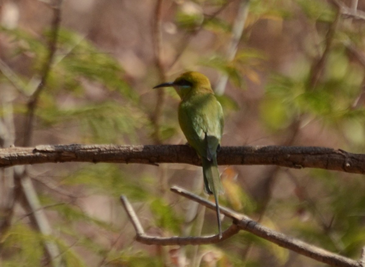 African Green Bee-eater - ML648189865