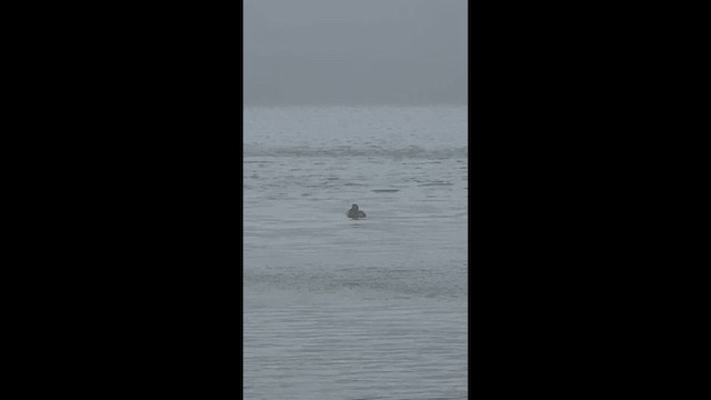 Cormoran à aigrettes - ML648190197