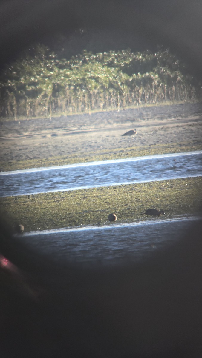Far Eastern Curlew - ML648190228