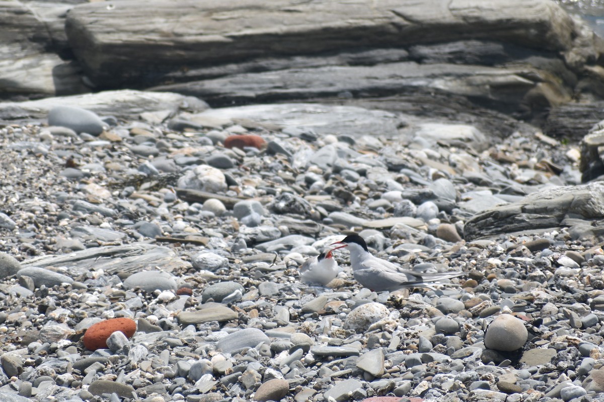 Arctic Tern - ML64819031