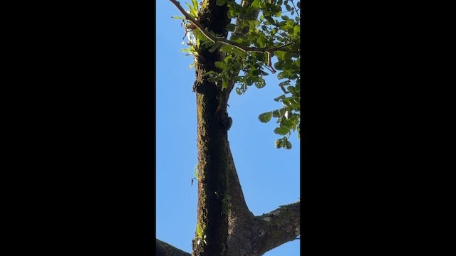 Pic des Philippines - ML648190363