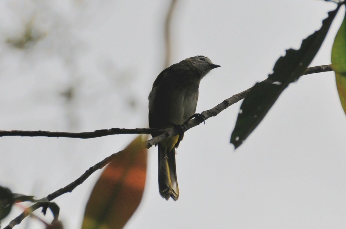 Pale-faced Bulbul - ML648190680