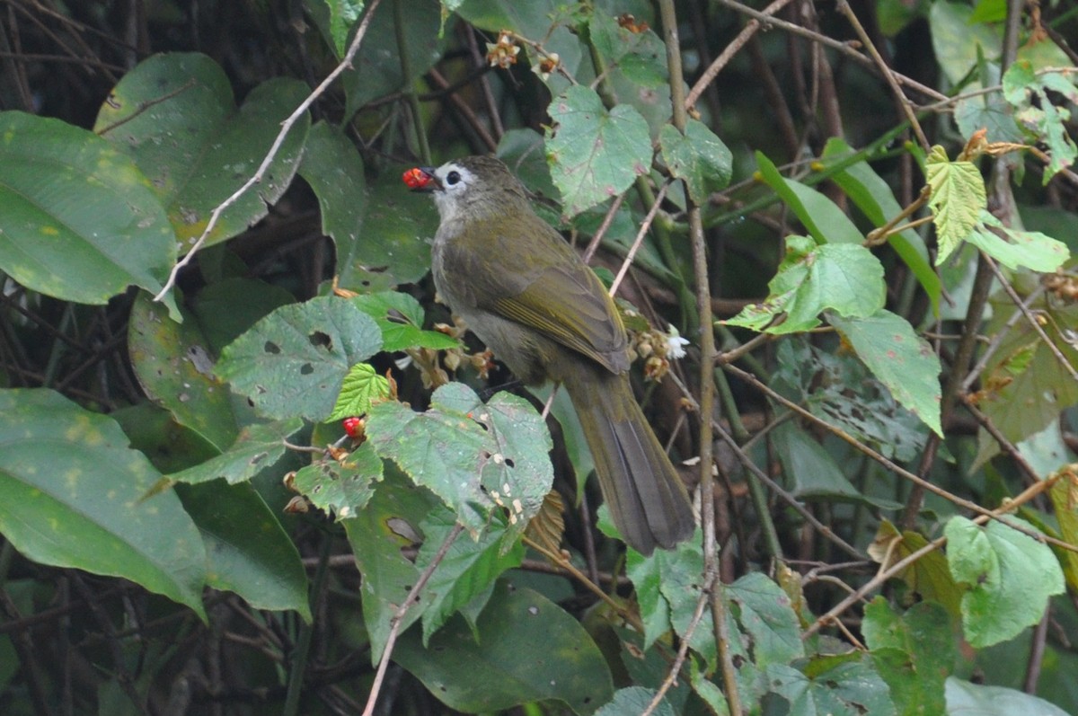 Pale-faced Bulbul - ML648190682