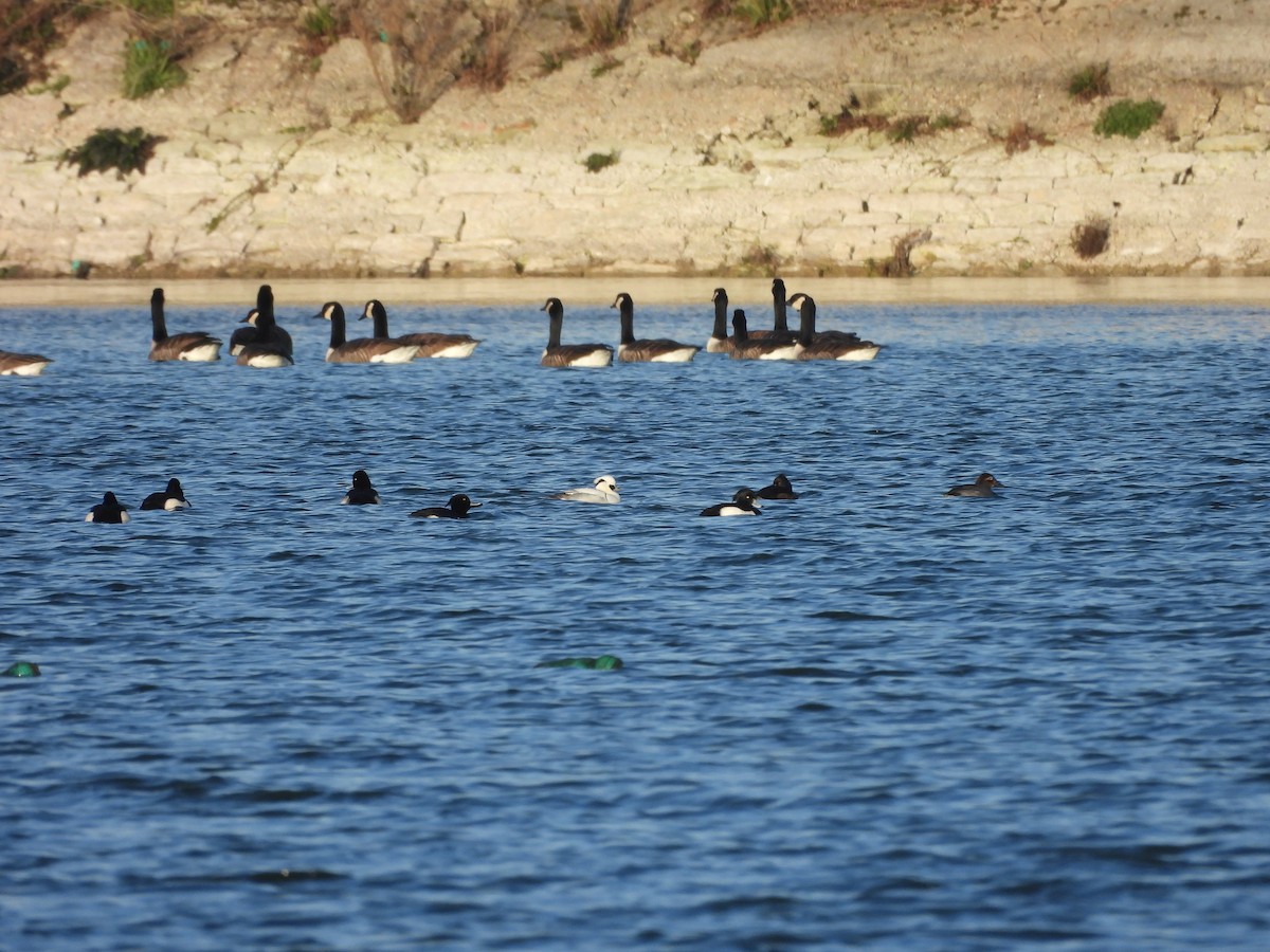 morčák malý - ML648191023