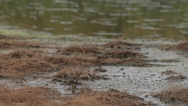 Pispola golarossa - ML648191075