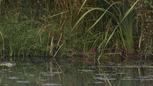 Voltolino - ML648191094