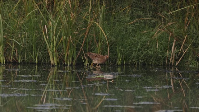 Voltolino - ML648191105