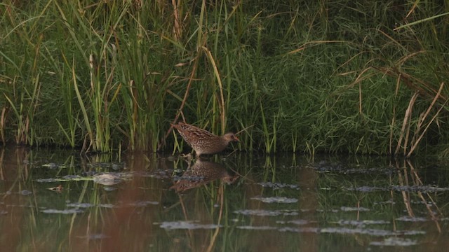 Voltolino - ML648191112