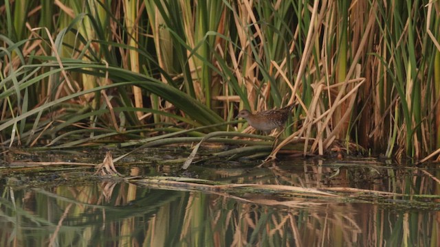 Schiribilla grigiata - ML648191113