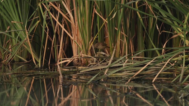 Clamorous Reed Warbler - ML648191133